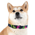 Bright neon graffiti dog collar for trendy pups.