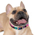 Neon graffiti dog collar in M size, black onyx urban chic.