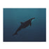 Tranquil Ocean Whale Jigsaw Puzzle - Majestic whale swimming in serene ocean depths