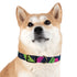 Neon graffiti dog collar in M size and black onyx variant.