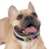 Neon Urban Graffiti Dog Collar in Black Onyx for Trendy Pups.