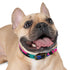 Neon graffiti dog collar in medium size, black onyx color.