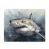 Great White Shark Jigsaw Puzzle - Dive into the world of sharks with this stunning image!
