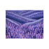 Provence Botanical Lavender Seamless Pattern Plush Fleece Throw Blanket – Prints With Passion (View 3)