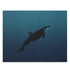 Tranquil ocean whale jigsaw puzzle for relaxation and fun.