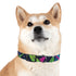 Neon graffiti dog collar with bright, trendy urban pattern.