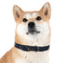 Starry Night Dog Collar: Constellation Chic