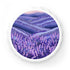 Lavender fields bottle opener in elegant white with seamless pattern.