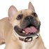 Personalized black onyx dog collar for small dogs with sleek design.