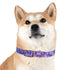 Lavender Fields Dog Collar: M Black Onyx Accessories for Stylish Pets