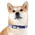 Stylish lavender dog collar with soothing floral pattern for medium dogs.