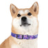 Lavender fields dog collar in black onyx size M for stylish pets.