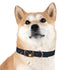 Starry Night Dog Collar: Constellation Chic