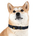 Starry Night Dog Collar: Constellation Chic