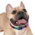 Neon graffiti dog collar in M size, black onyx pattern.