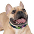 Neon graffiti dog collar M in black onyx for trendy pets.