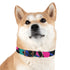 Neon graffiti dog collar: fashionable urban chic accessory for medium dogs.