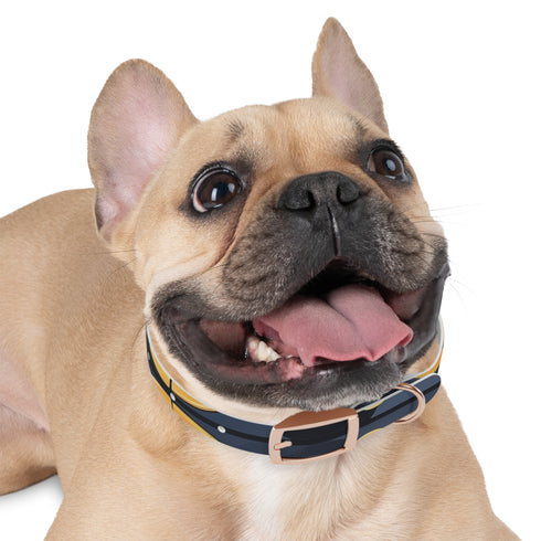 Stylish black onyx mosaic dog collar for medium-sized pets.