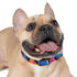 Neon graffiti urban dog collar in black onyx, size M.