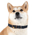 Starry Night Dog Collar: Constellation Chic