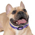 Luxurious Lavender Fields Dog Collar for stylish pets in M.
