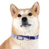 Stylish lavender fields dog collar for medium dogs in black onyx.