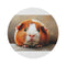 "Adorable American Guinea Pig Rug"