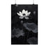 "Black Lotus: Beauty in Darkness"