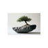 Buy Bonsai Tree Meteorite Art