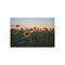 Buy Floating Mirror Sunflower Posters