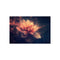 Buy Flower Petal Nebula Poster
