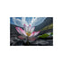 Buy Stunning Giant Lotus Poster