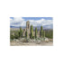 Buy Unique Cactus Ruins Poster