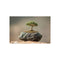 Buy Unique Meteorite Bonsai Poster