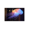 Fiber Optic Jellyfish Art Display