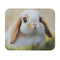 Holland Lop Bunny Mouse Pad