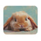 Holland Lop Rabbit Masterpiece Mouse Pad
