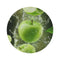 "Juicy Green Apple Slice Rug"