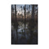 "Mystical Twilight in Southern Swamp"