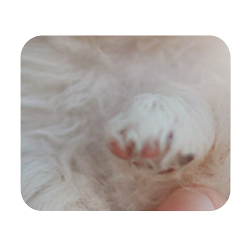 Pint-Sized Pooch Mouse Pad