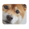 Shiba Inu Corner Peek Mouse Pad
