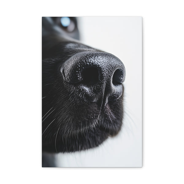 "Sleek Black Nose in Contrast"