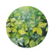 "Summer Foliage Round Rug: Nature-Inspired Décor"