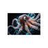 "Tech-Savvy Octopus Entwined Data Web"