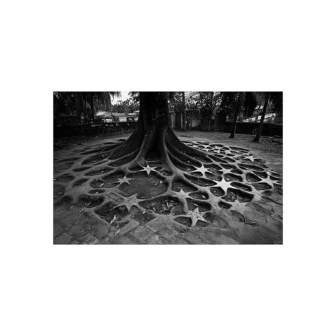 Tree roots growing star patterns.