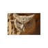 "Unique Owl Face Desert Poster"