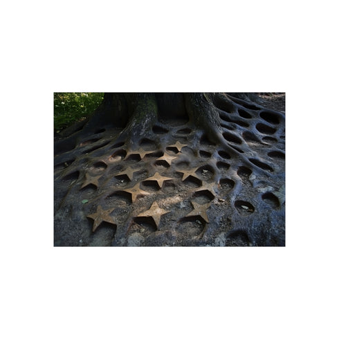 "Unique Tree Root Star Patterns"