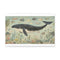 "Vintage Ocean Life Canvas Print"
