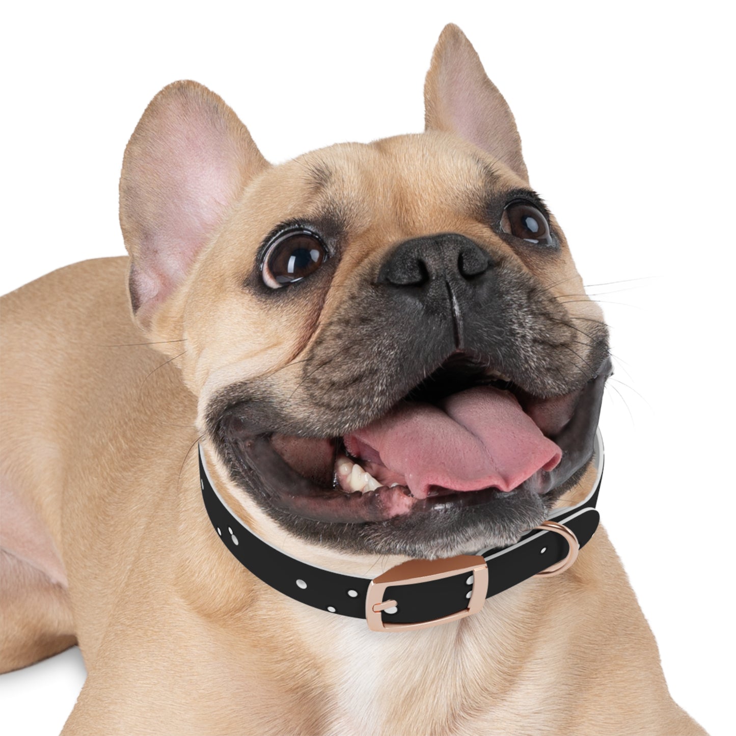 Chic Minimalist Dog Face Collar