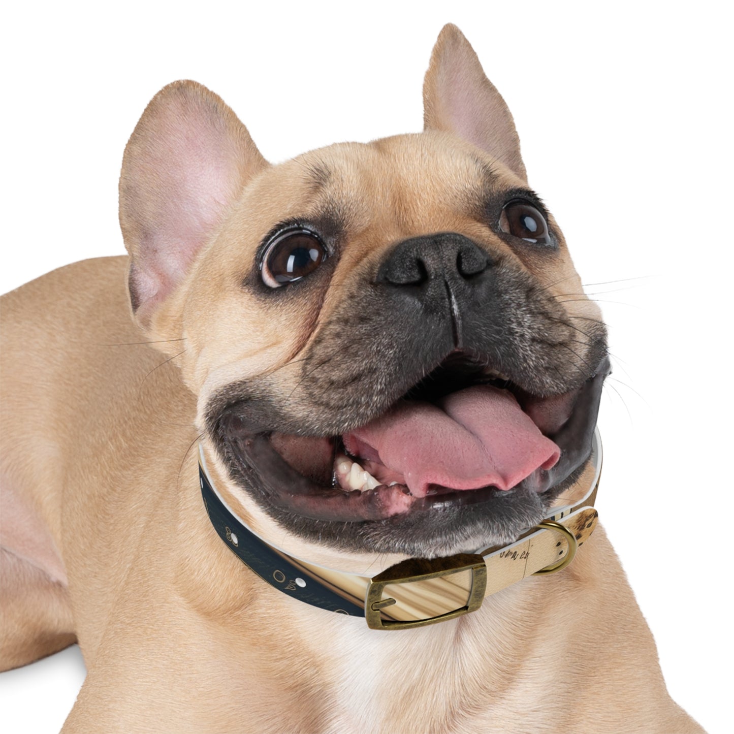 Chic Minimalist Dog Face Collar